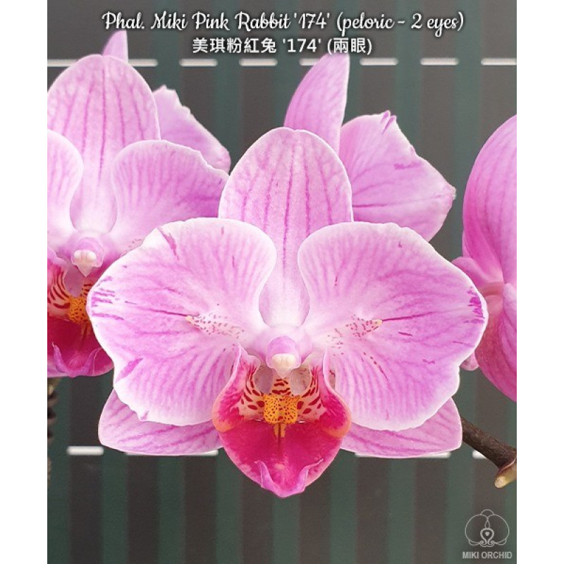 Орхiдея Phal. Miki Pink Rabbit 174 метелик - купити, доставка Україна